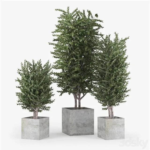 Eucalyptus 3D Model