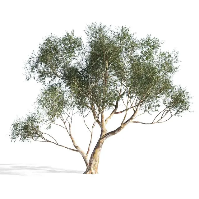Eucalyptus 6 tree 3D Model