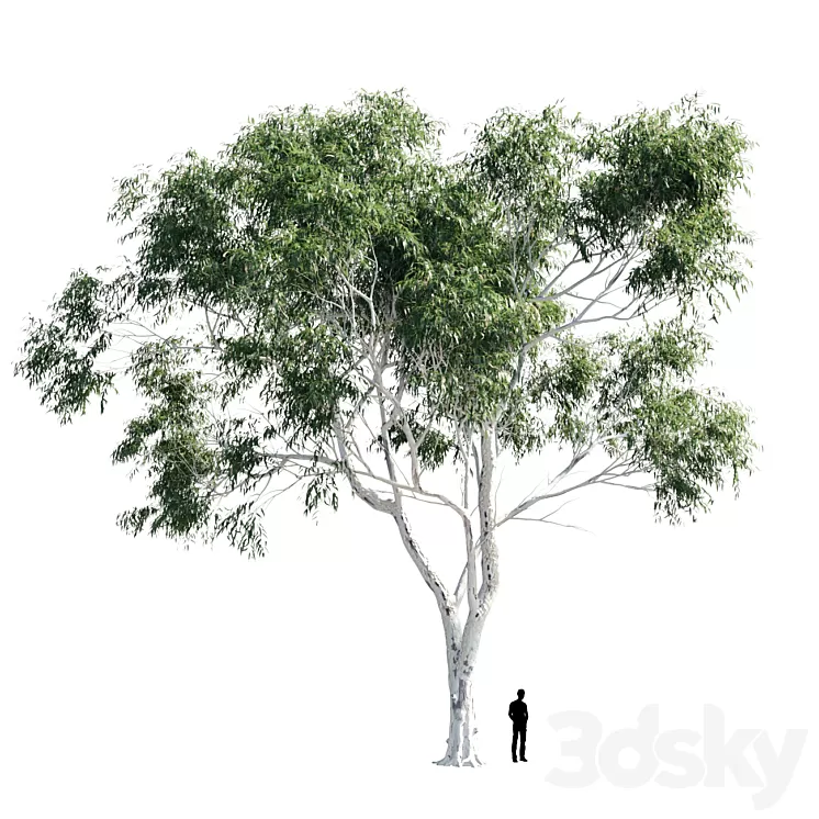 Eucalyptus 8 3D Model