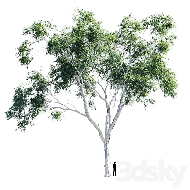 Eucalyptus 9 3D Model