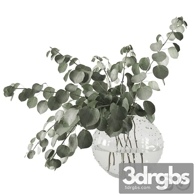 Eucalyptus bouquet Eucalyptus bouquet