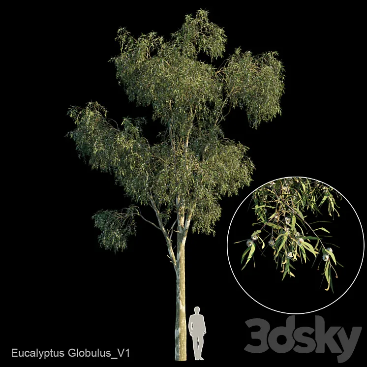Eucalyptus globulus var1 3D Model Free Download