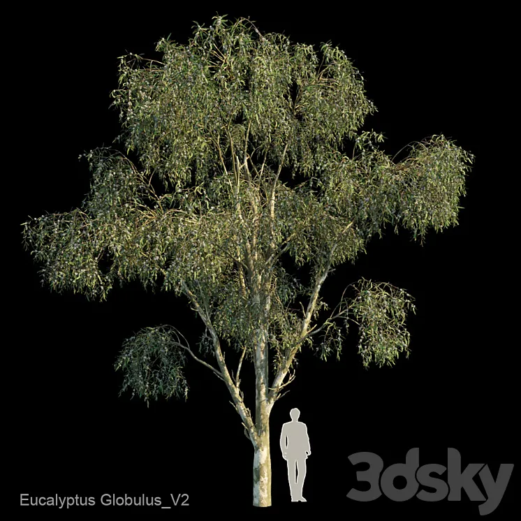 Eucalyptus Globulus Var2 3D Model Free Download