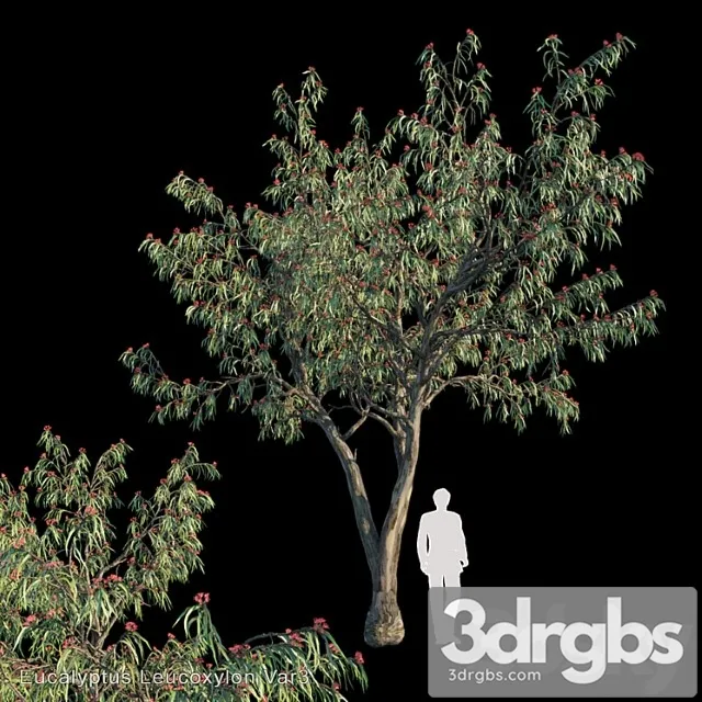 Eucalyptus leucoxylon var3