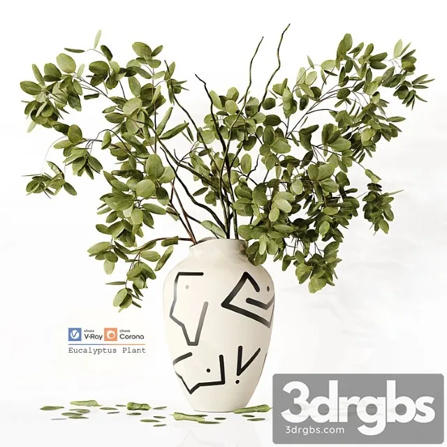 Eucalyptus plant Eucalyptus plant