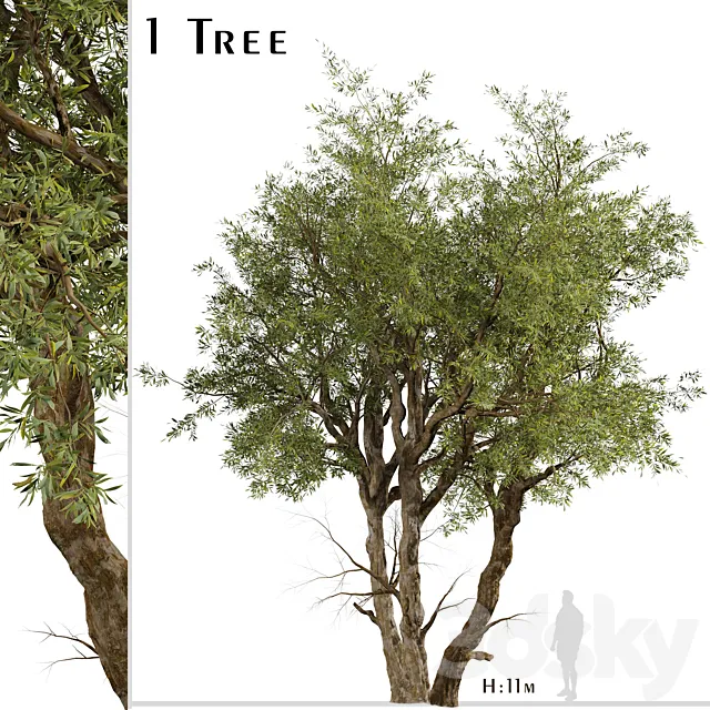 Eucalyptus Red Gum Tree (Eucalyptus camaldulensis) (1 Tree) 3D Model