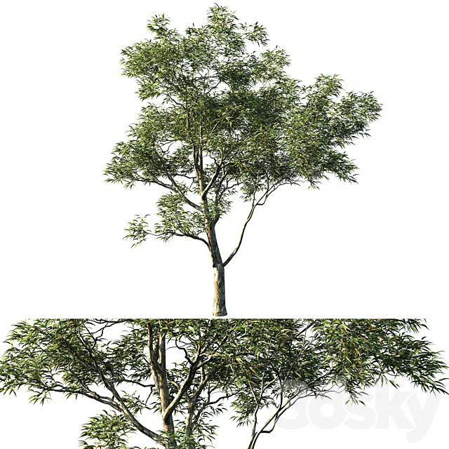 Eucalyptus saligna 03 3D Model