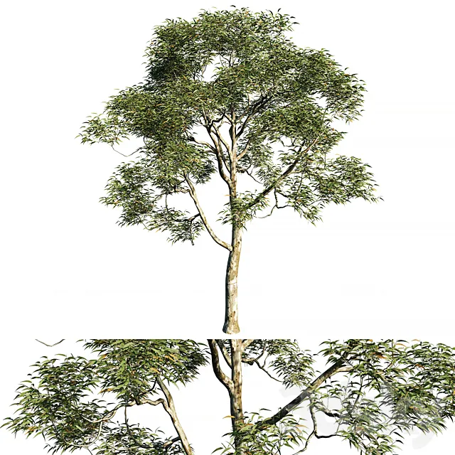 Eucalyptus saligna tree 02 3D Model