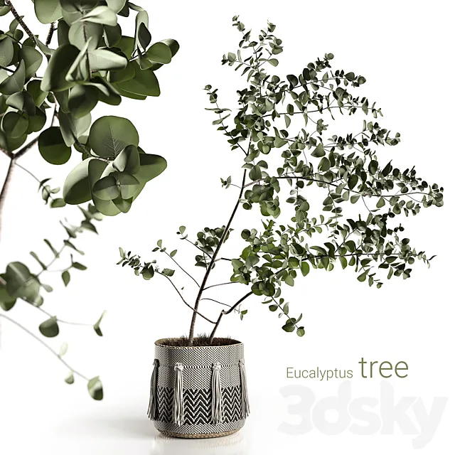 Eucalyptus tree 3DModel