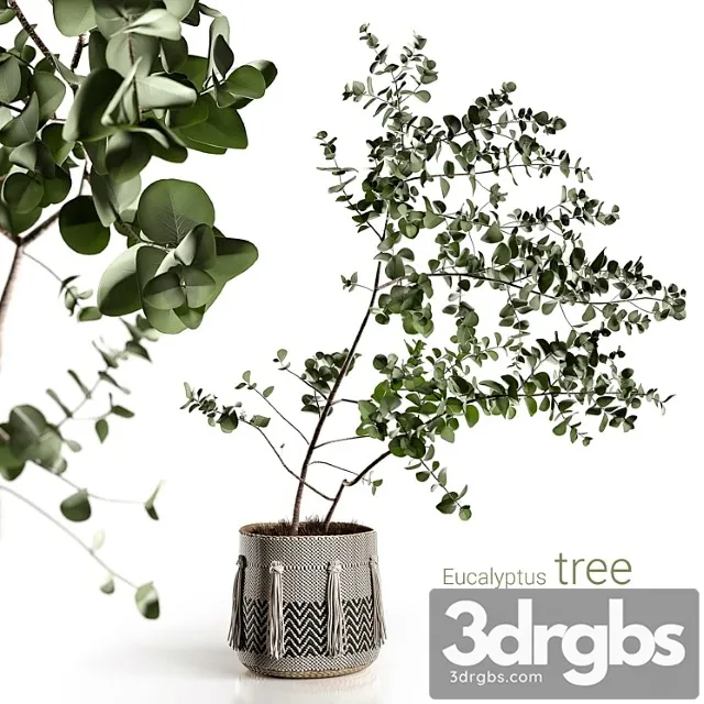 Eucalyptus tree Eucalyptus tree