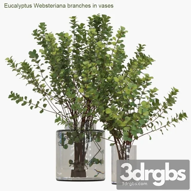 Eucalyptus Websteriana Branches in Vases 2 3D Model Download Eucalyptus Websteriana Branches in Vases 2 3D Model Download