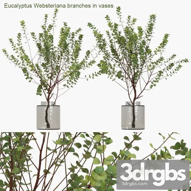 Eucalyptus Websteriana Branches in Vases 3D Model Download Eucalyptus Websteriana Branches in Vases 3D Model Download