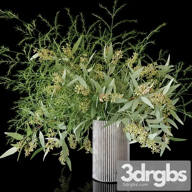 Eucalyptus Eucalyptus