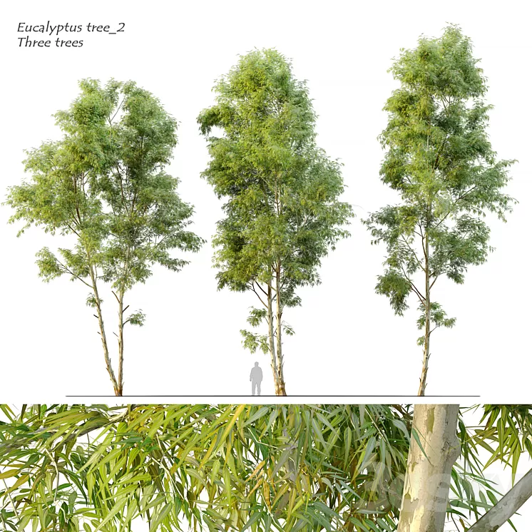 Eucalyptus_2 3D Model Eucalyptus_2 3D Model