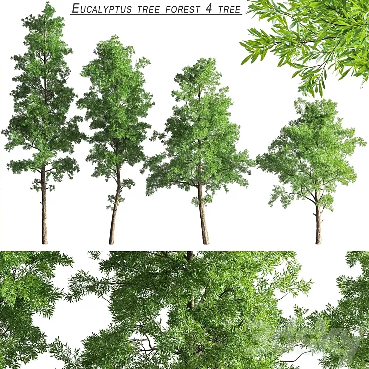 Eucalyptus_tree_forest_4_tree_vray 3D Model Eucalyptus_tree_forest_4_tree_vray 3D Model