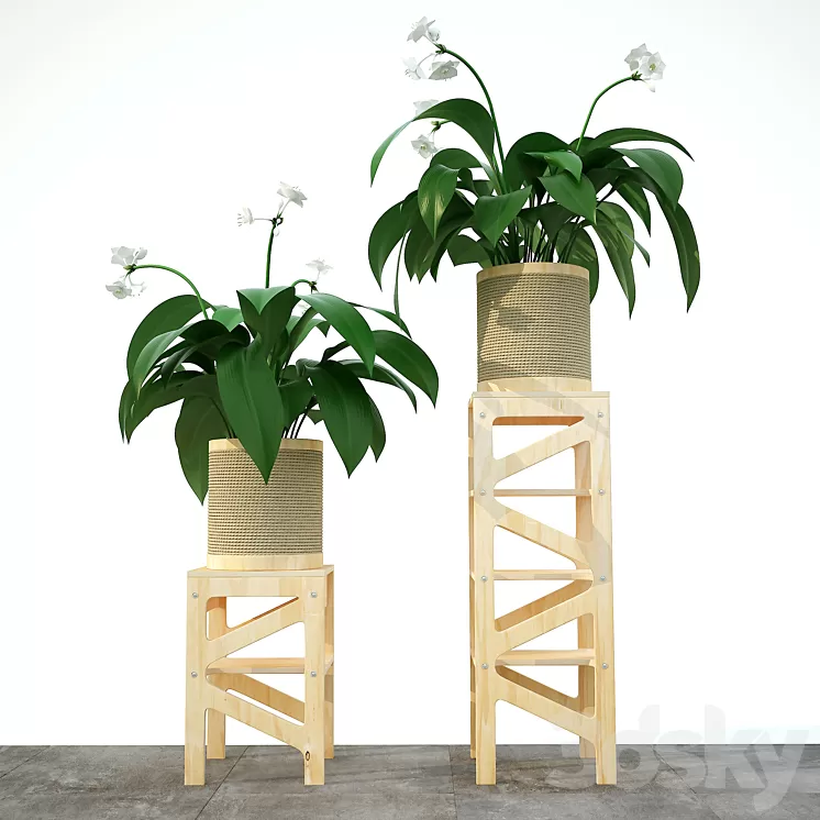 Eucharis plant 3 3D Model Eucharis plant 3 3D Model