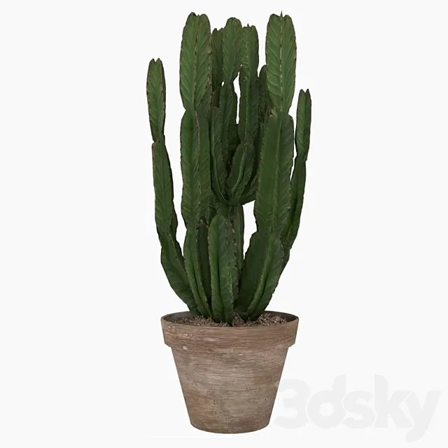 Euforbia Cactus euphorbia cactus 3D Model Euforbia Cactus euphorbia cactus 3D Model