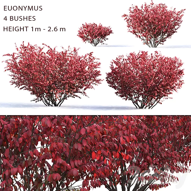 Euonymus 3D Model Euonymus 3D Model