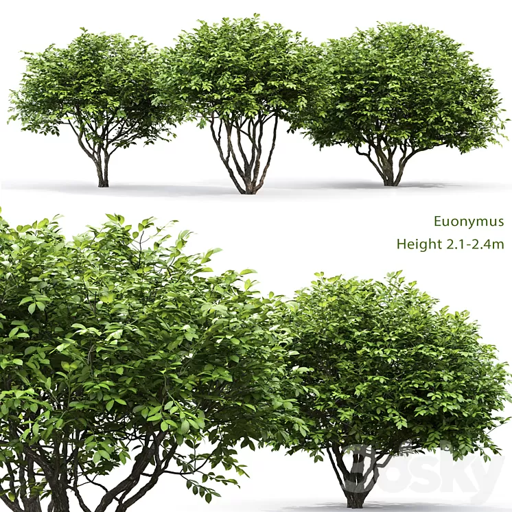 Euonymus 3D Model Euonymus 3D Model