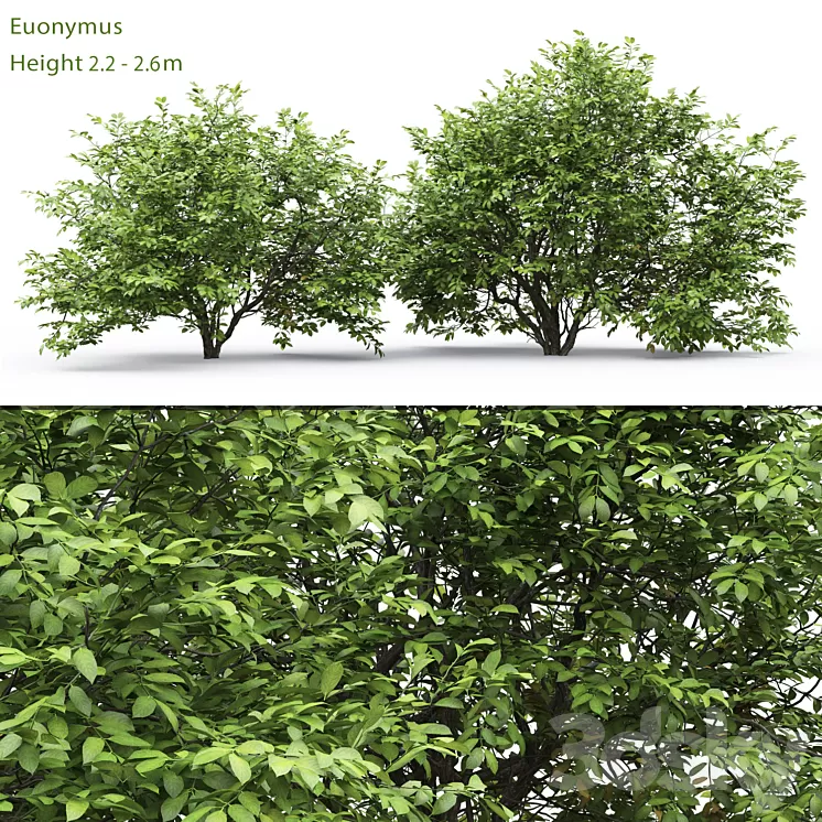 Euonymus 3D Model Euonymus 3D Model
