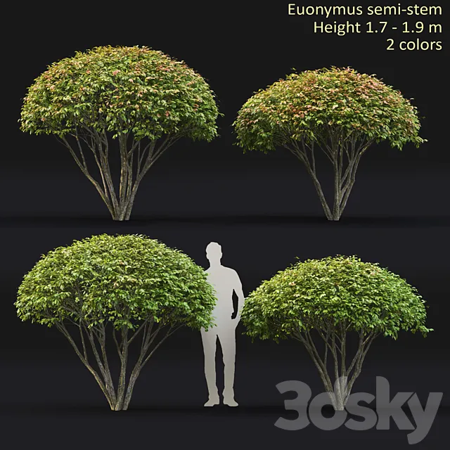 Euonymus 3D Model