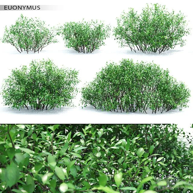 Euonymus 3D Model