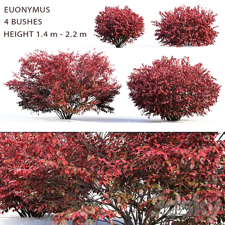 Euonymus 3D Model Euonymus 3D Model