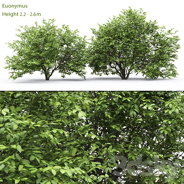 Euonymus 3DModel