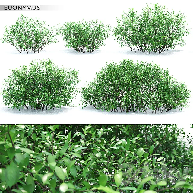 Euonymus 3DModel