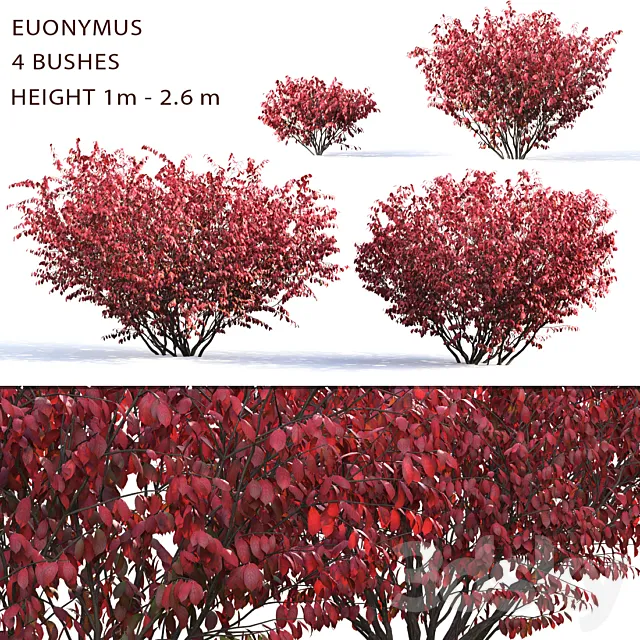 Euonymus 3DModel