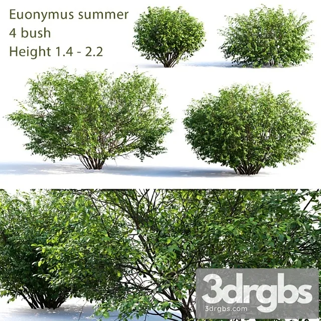 Euonymus 4 Summer 3D Model Download