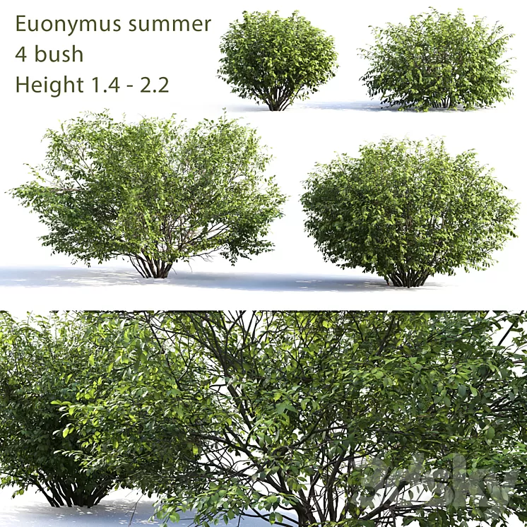 Euonymus # 4 (Summer) 3D Model Euonymus # 4 (Summer) 3D Model