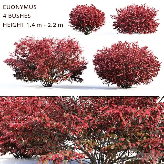 Euonymus bush (1.4 m to 2.4 m) 3D Model