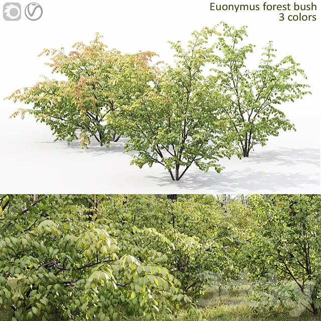 Euonymus forest 3D Model