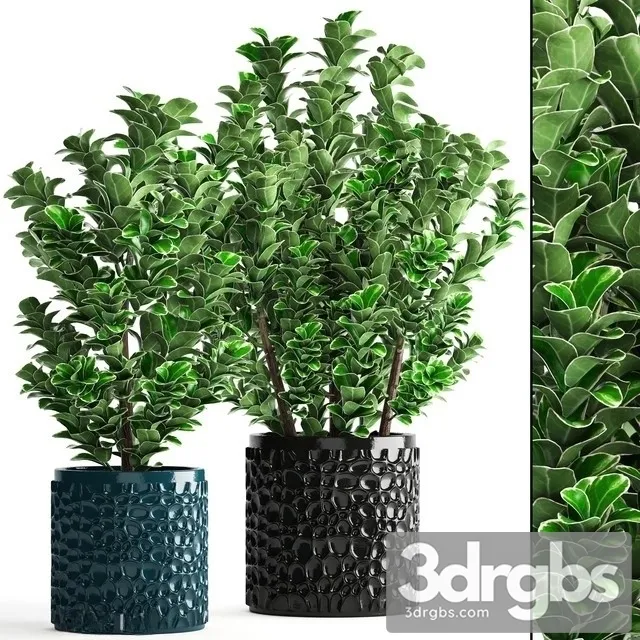 Euonymus In Pot 3D Model Download