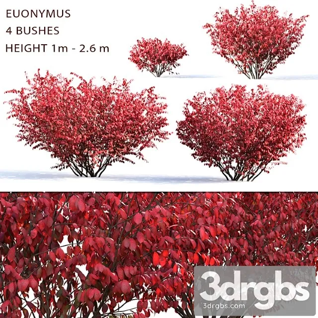 Euonymus_1