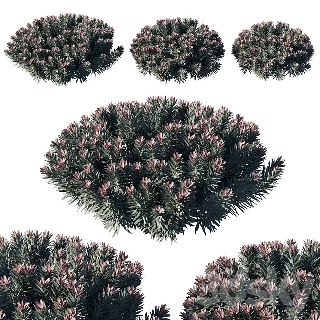 Euphorbia Blackbird 02 3D Model