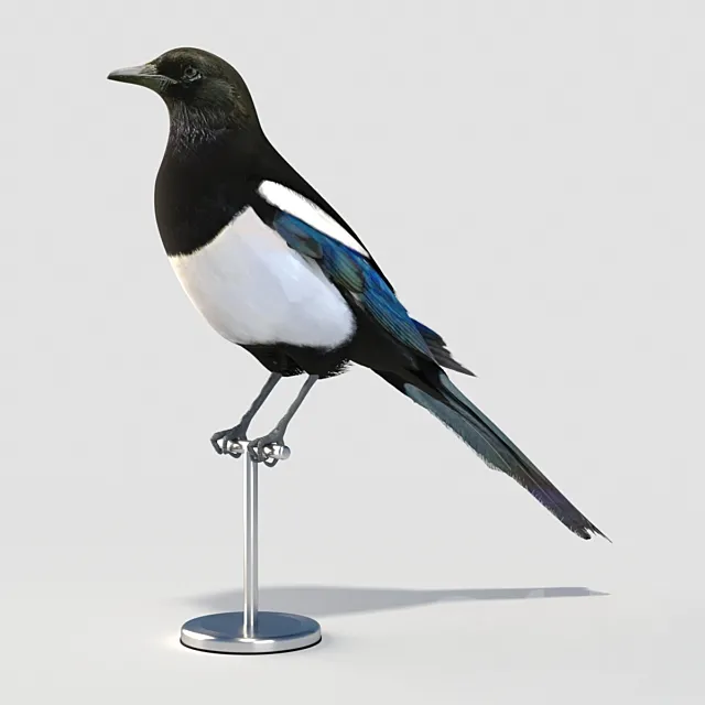 Eurasian (Common) Magpie 3D Model