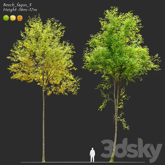 European beech_3 3D Model