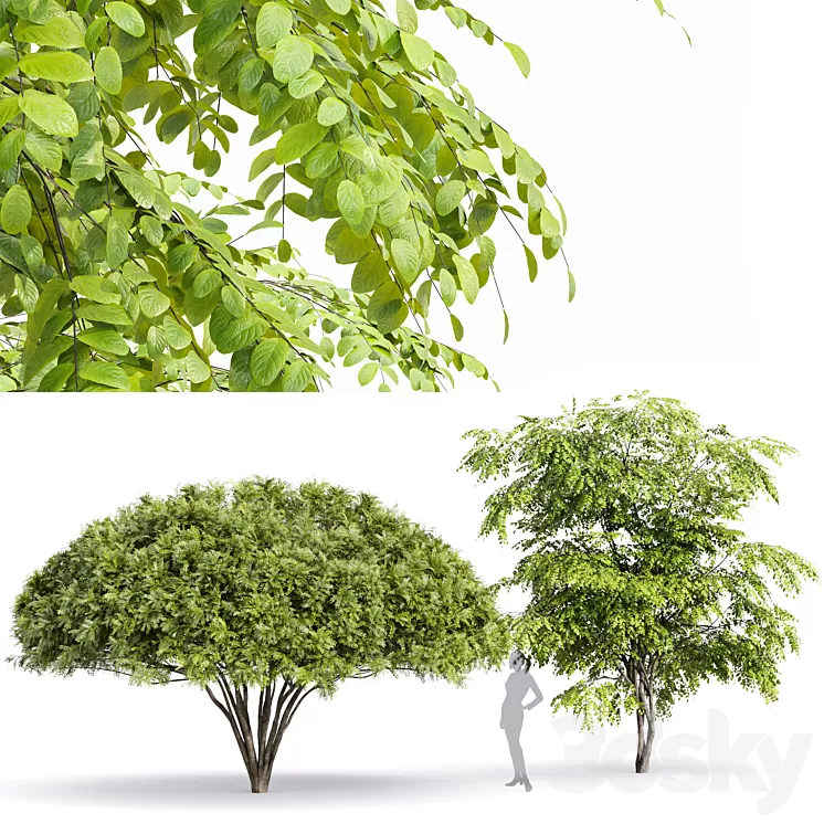 European Bladdernut Staphylea Pinnata and Palo verde trees 3D Model