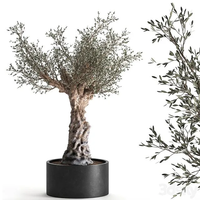 European olive tree in a black metal outdoor pot and vase topiary. 985 3D Model European olive tree in a black metal outdoor pot and vase topiary. 985 3D Model