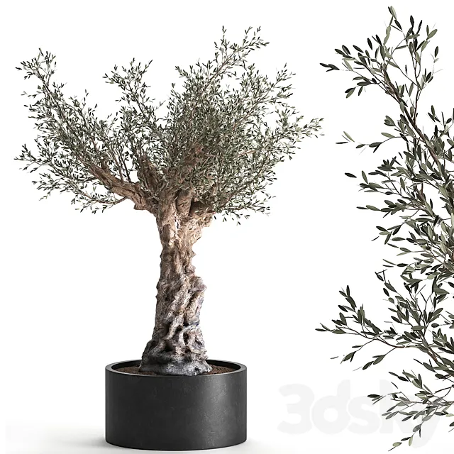 European olive tree in a black metal outdoor pot and vase topiary. 985. 3D Model European olive tree in a black metal outdoor pot and vase topiary. 985. 3D Model
