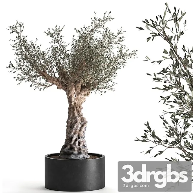 European olive tree in a black metal outdoor pot and vase, topiary. 985. European olive tree in a black metal outdoor pot and vase, topiary. 985.