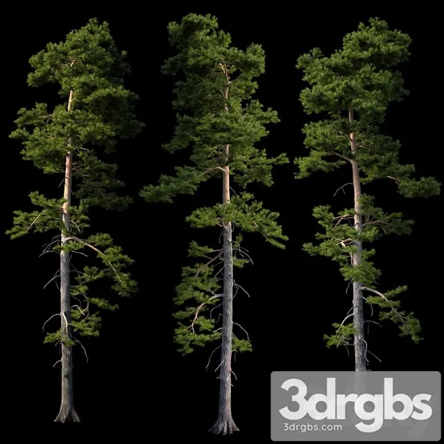 European Pine 3D Model Download European Pine 3D Model Download