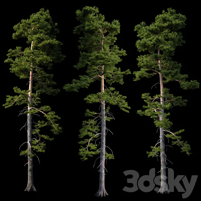 European pine 3DModel European pine 3DModel