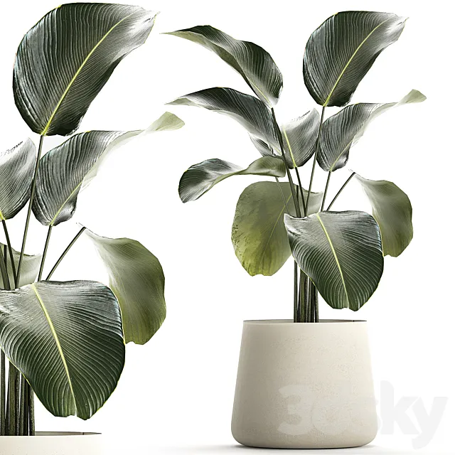 Exotic bush Calathea lutea in a pot Strelitzia. Plants 1310 3D Model