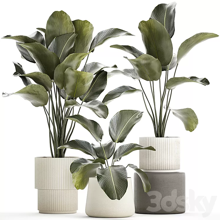Exotic bush plants in a flower pot Calathea lutea Strelitzia. set of plants 1317 3D Model