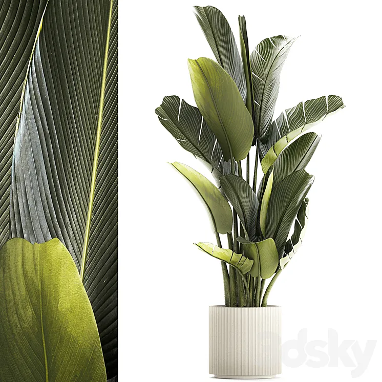Exotic bush plants in a flower pot Ravenala Strelitzia Banana palm. Plant collection 1328 3D Model Free Download