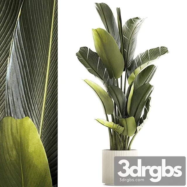 Exotic Bush Plants In Flower Pot Ravenala Strelitzia Banana Palm Plant Collection 1328 3D Model Download