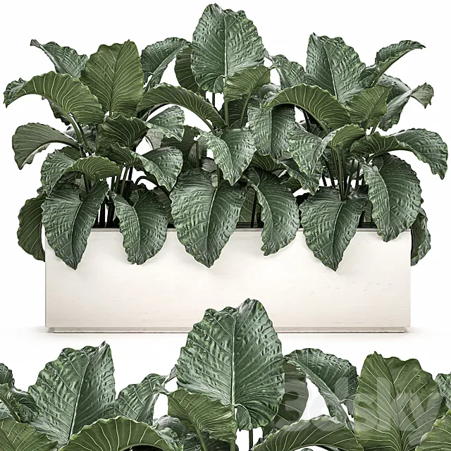 Exotic decorative lush thickets of Alchemy bushes in a white pot flowerbed. Set 507. 3D Model Exotic decorative lush thickets of Alchemy bushes in a white pot flowerbed. Set 507. 3D Model